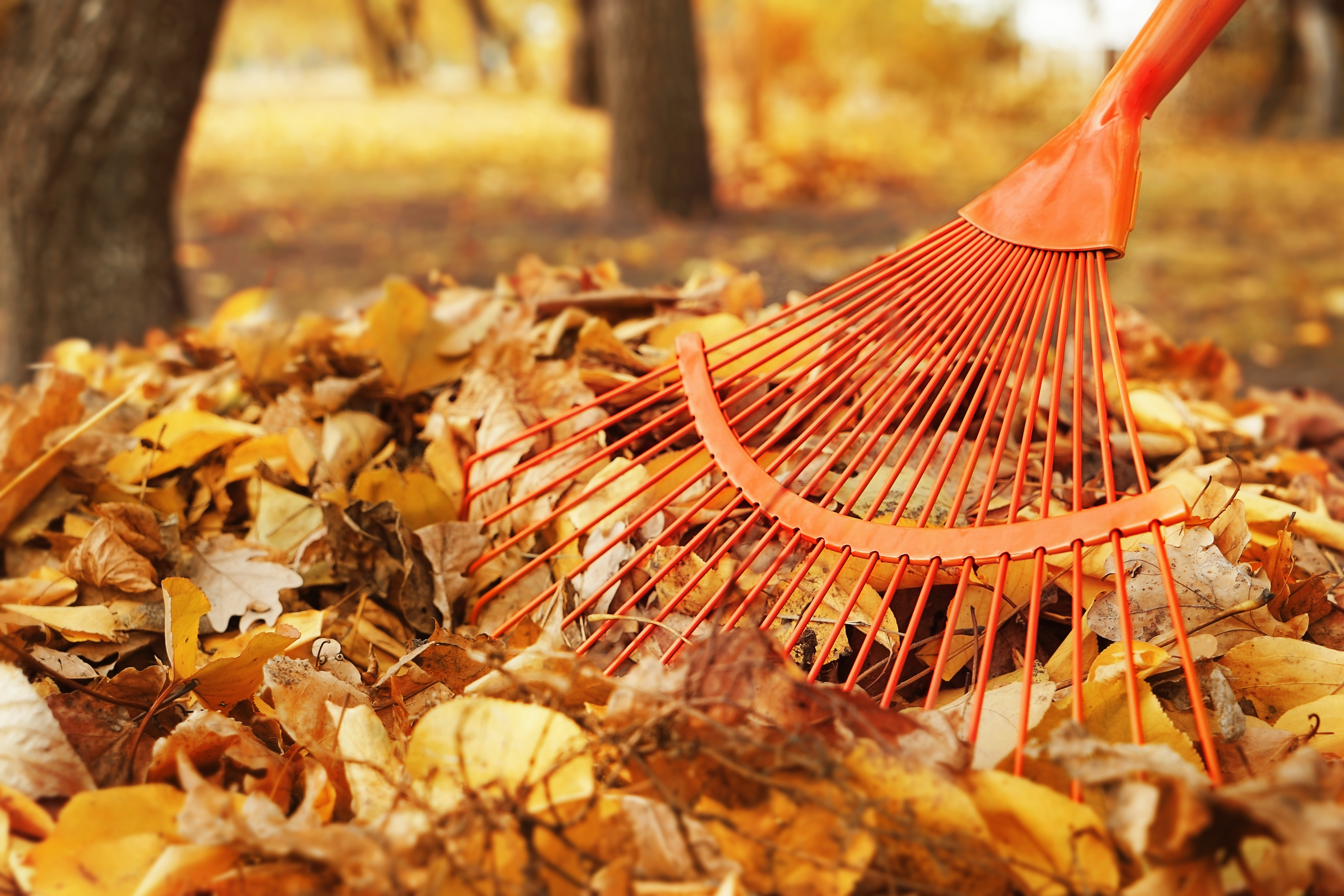 Ramassage de feuilles