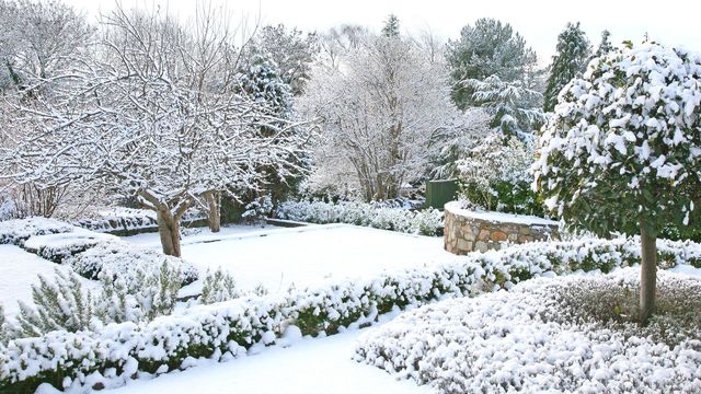 Que faire au jardin en Janvier ?