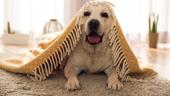 Comment nettoyer les poils d’animaux ?